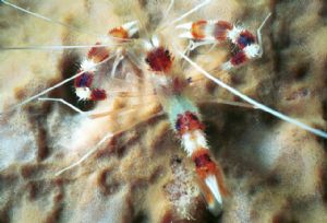 subject: Stenopus Hispidus, place taken: Cayo Norte, Vene... by Gustavo Lozada 